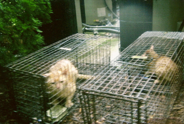 feline in cage