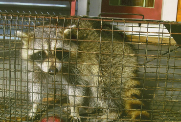 racoon in cage