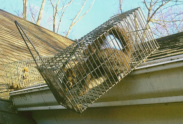 raccoon in cage on roof