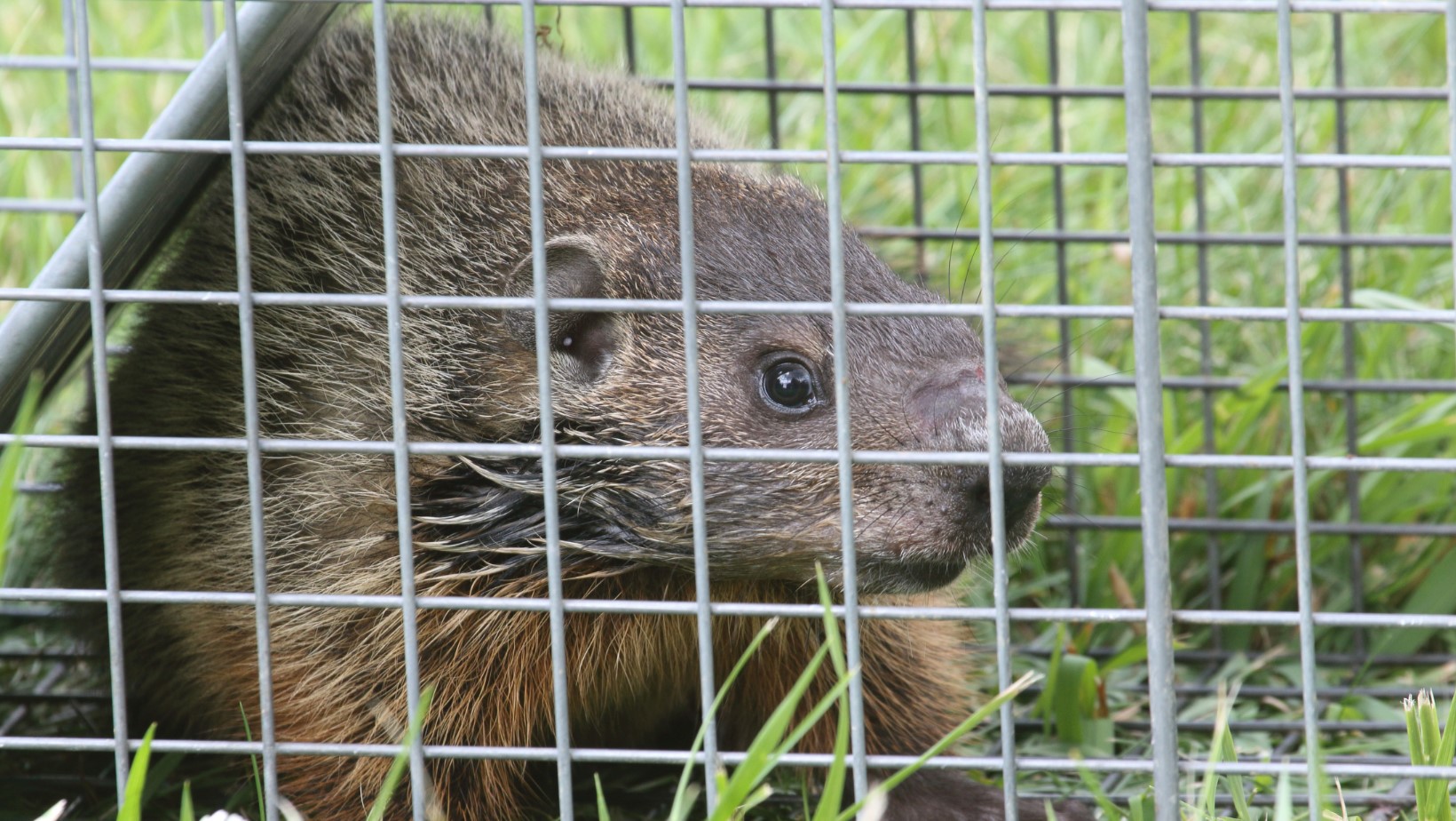 groundhog in a trap