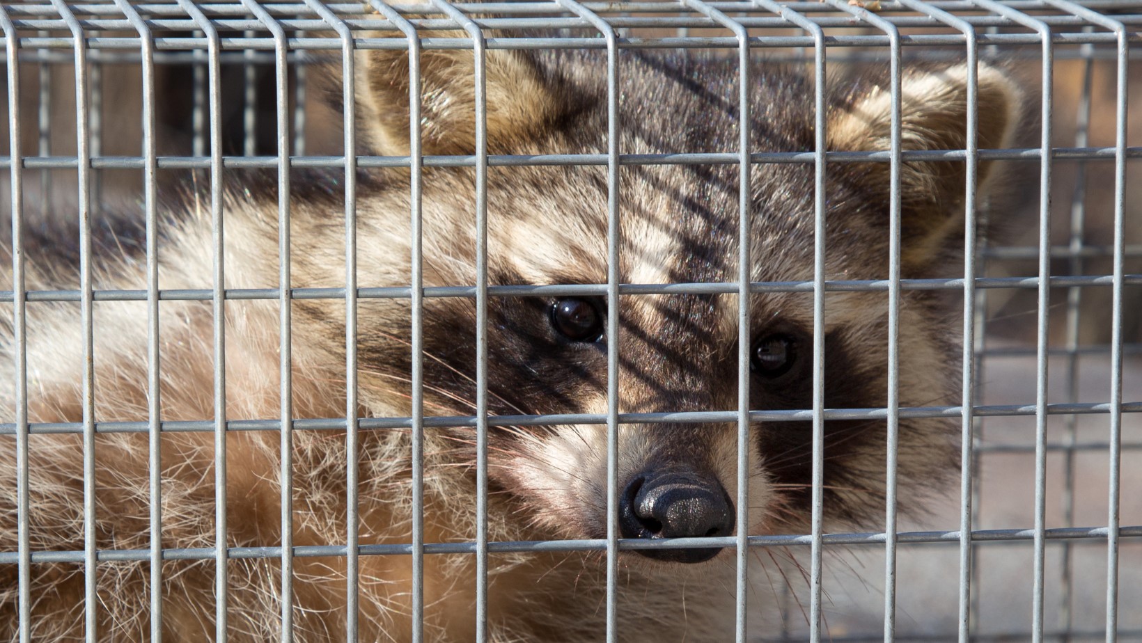racoon in a trap
