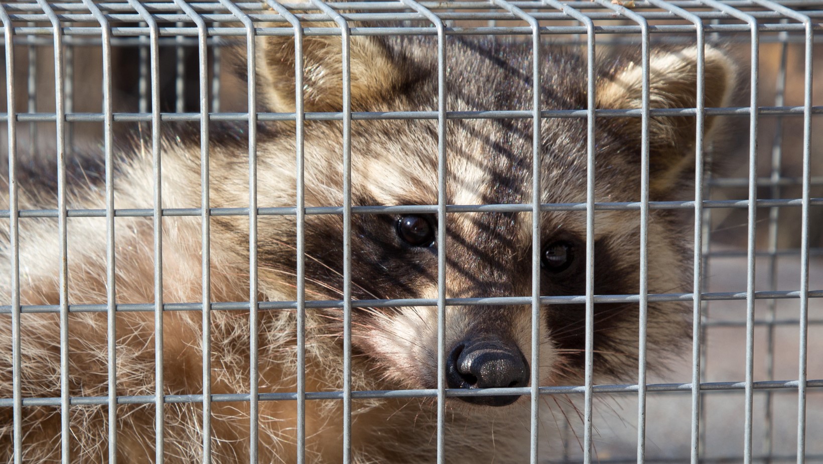 raccoon in a trap