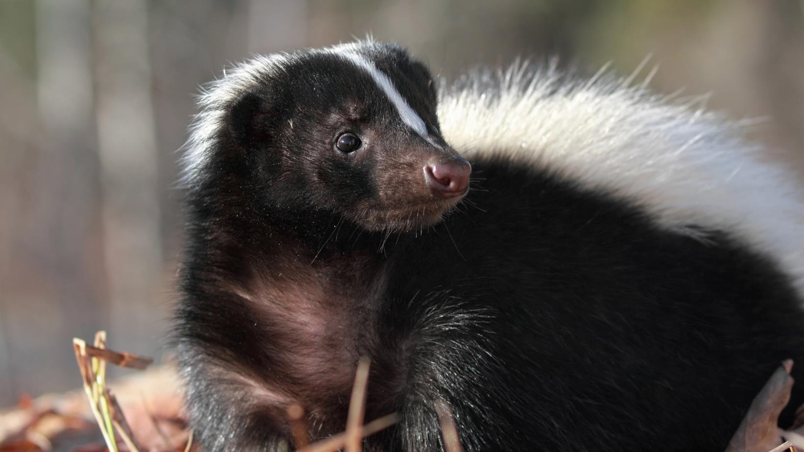 skunk in grass