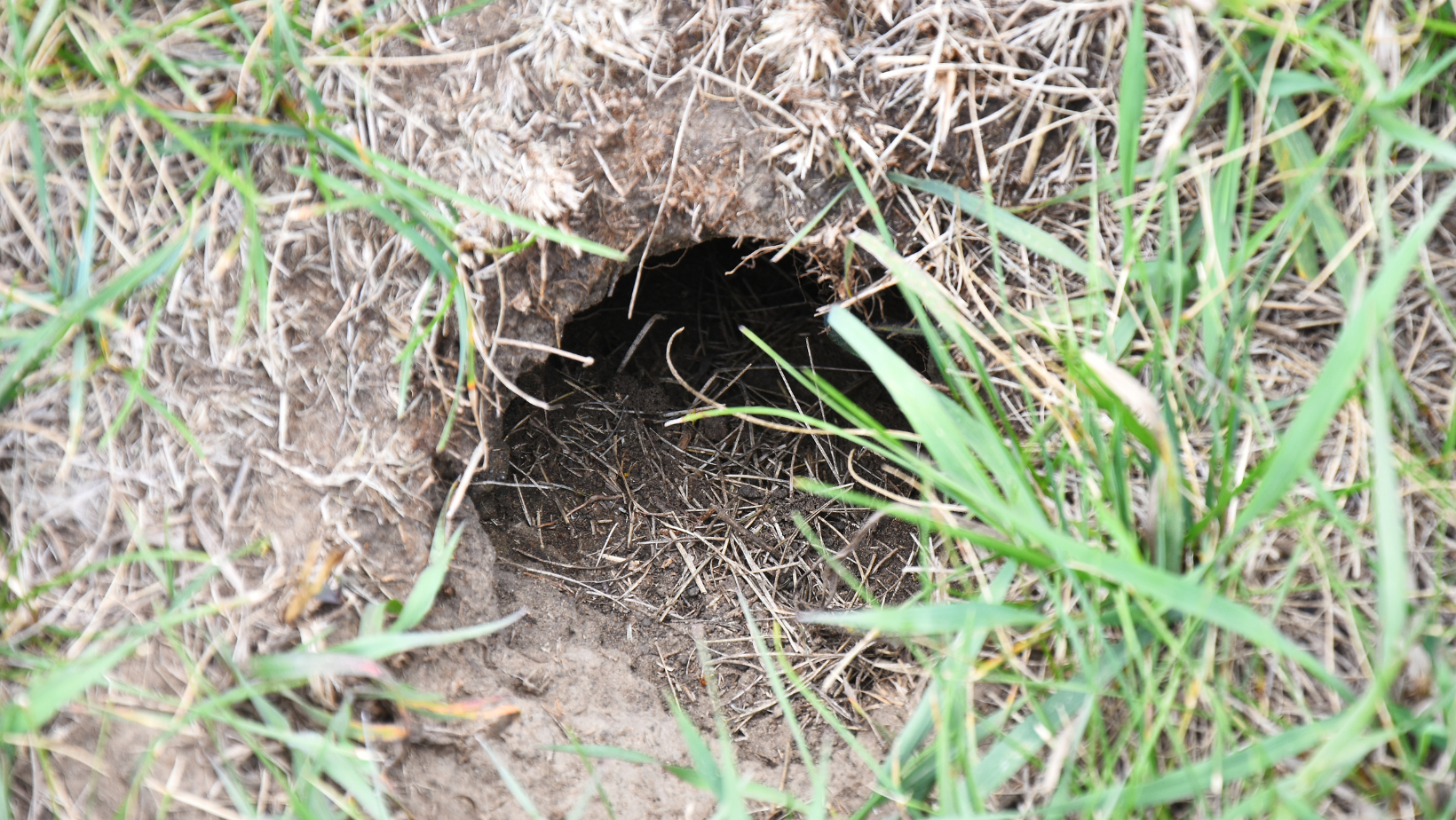 burrow in yard
