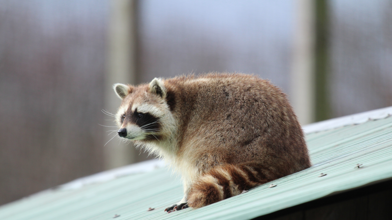 Racoon on a roof