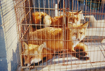 fox in a cage