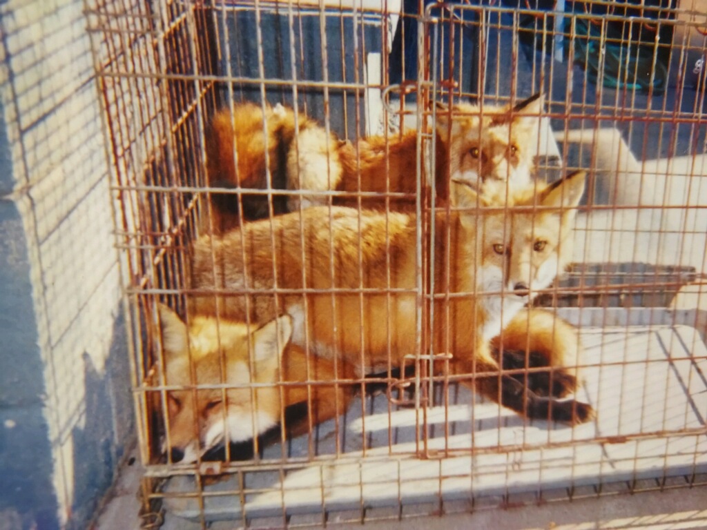 three foxes in a cage