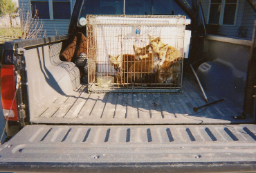 caged foxes in truck
