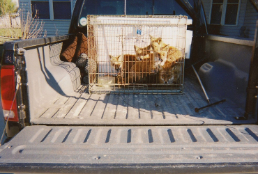 Trapping Foxes by Animal Wildlife Trapping caged foxes in truck