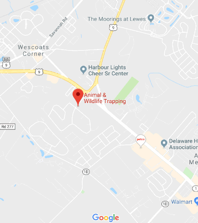 Map showing the Animal & Wildlife Trapping service area around Lewes, Delaware