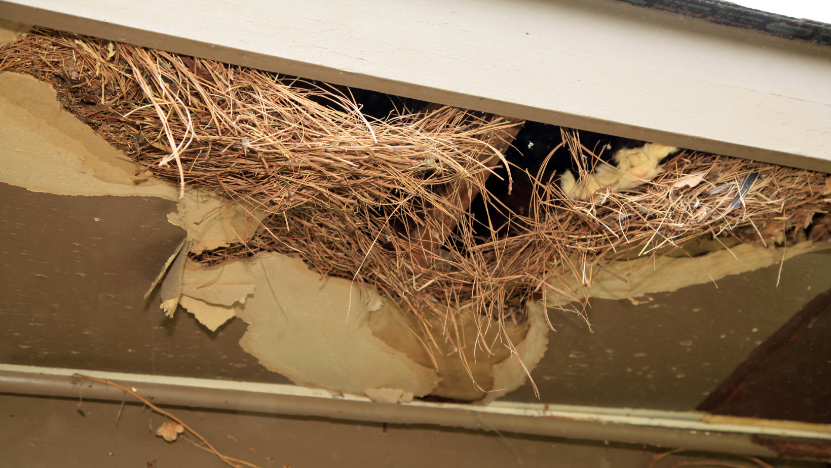 nest in house