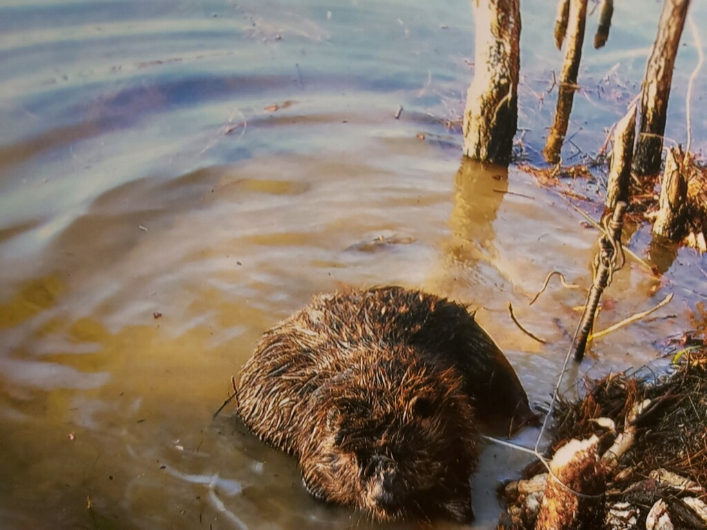 beaver in water, edge