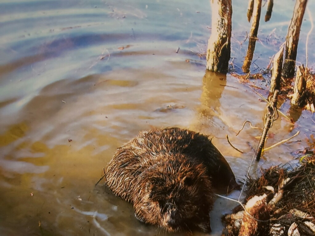 beaver in a cage