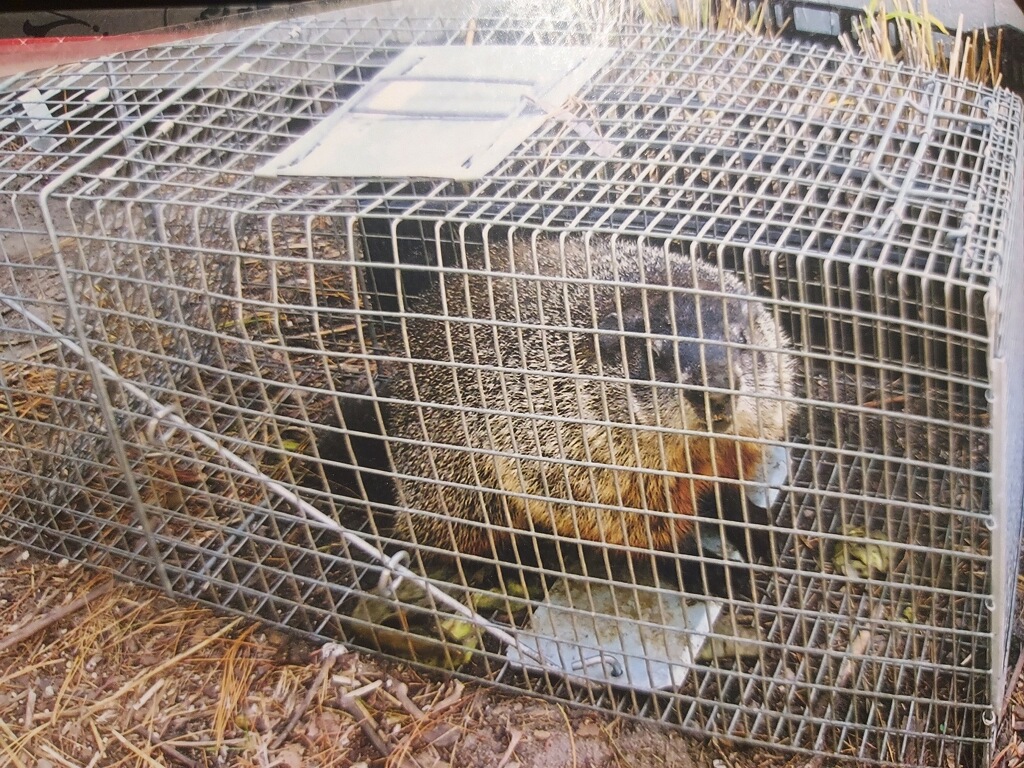 beaver in a trap