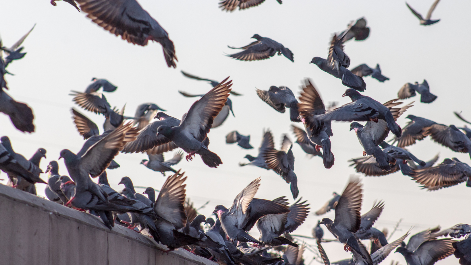 Group of pigeons