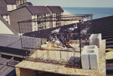 roof top, ocean view, pigeons in cases on roof