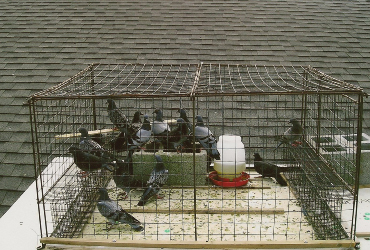 20 or more pigeons in cage with food and water