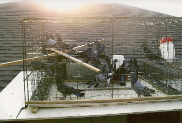 shingle roof, pigeons on roof
