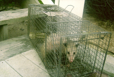 possum, at stairs, cage
