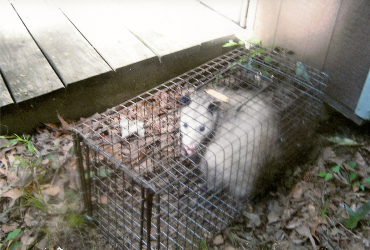 small opposum in cage, ground