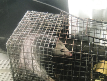 pink nose possum in cage
