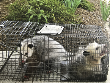 two possums in case, garden area
