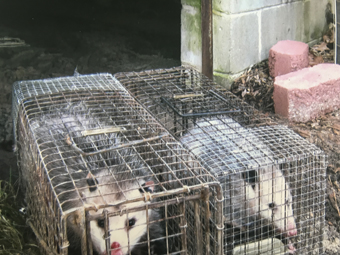 two cages with large possums