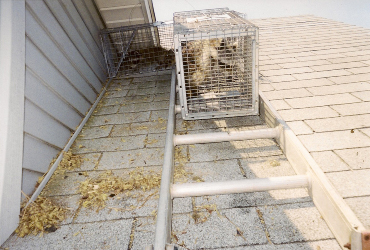 roof, ladder, raccon in cage