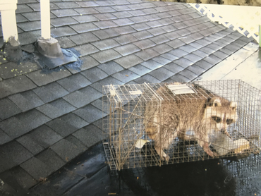 raccon on edge of home roof
