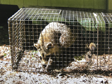 raccon sleeping in cage
