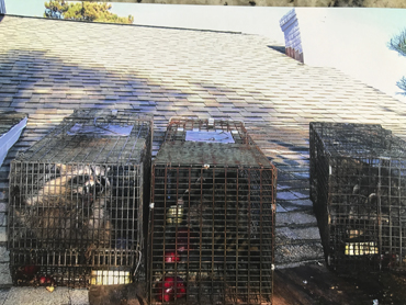 three raccons on the edge of roof area