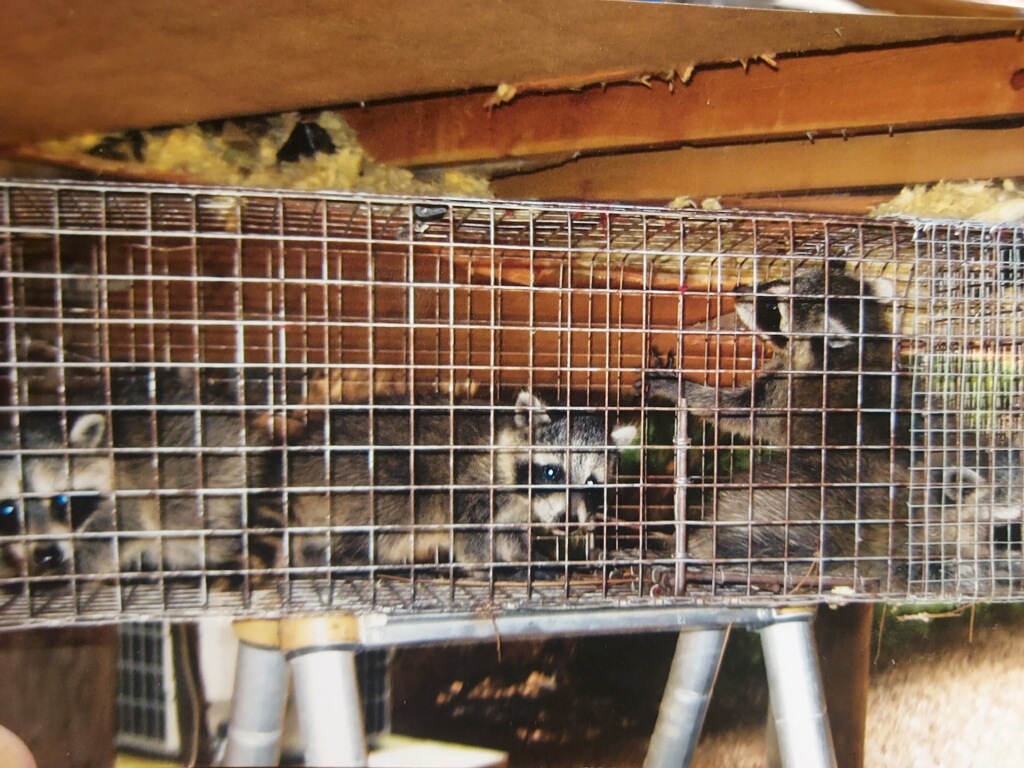 mulitple racoons in a cage