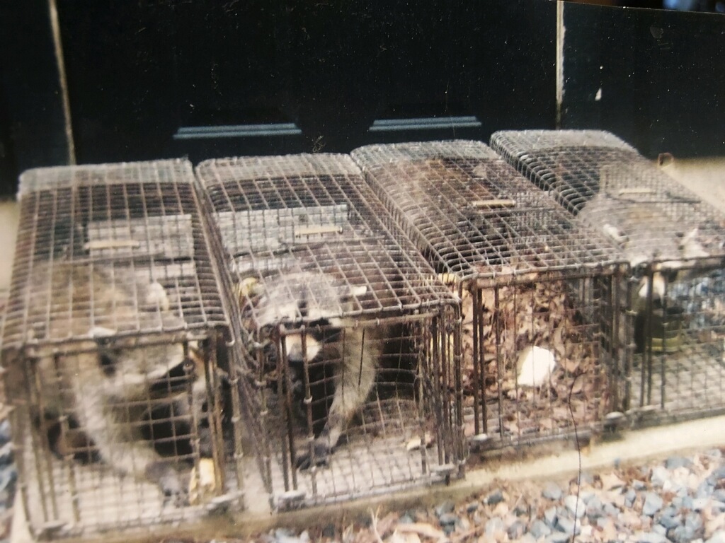 4 cages with racoons