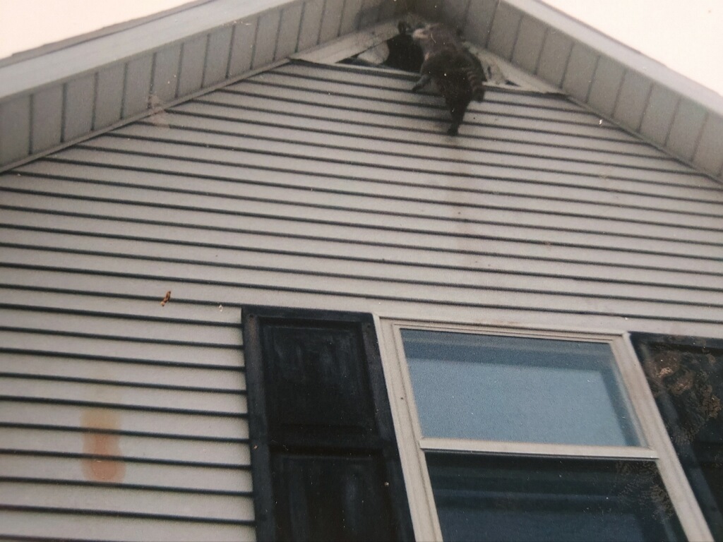raccoon in the eve of a house