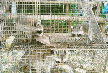 young raccons in cages