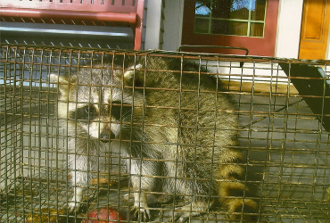 single raccon in cage