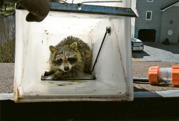 raccon in whote box