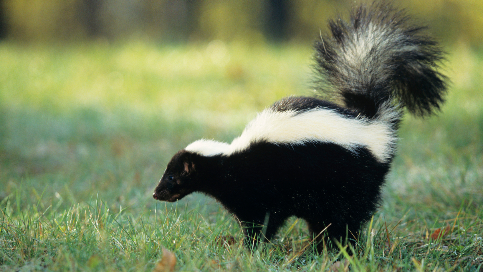 skunk in yard