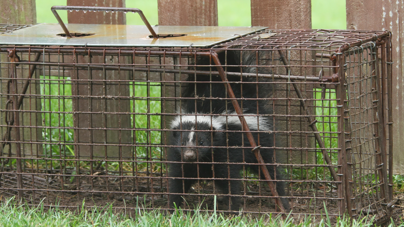 skunk in trap