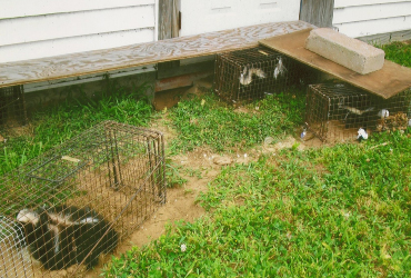 trappeds skunks in cage