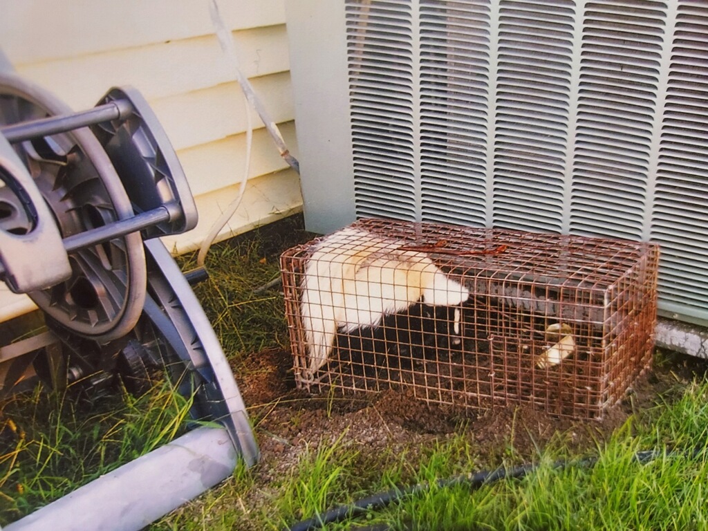 skunk in a trap outside of house