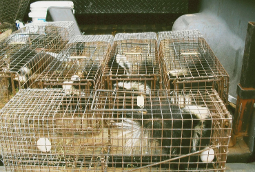 skunks in traps