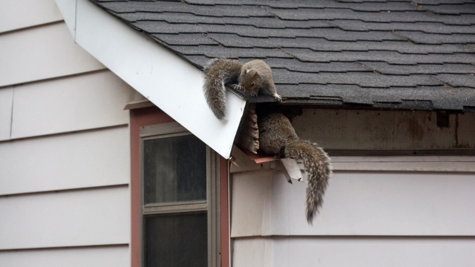 squirrel in gutter