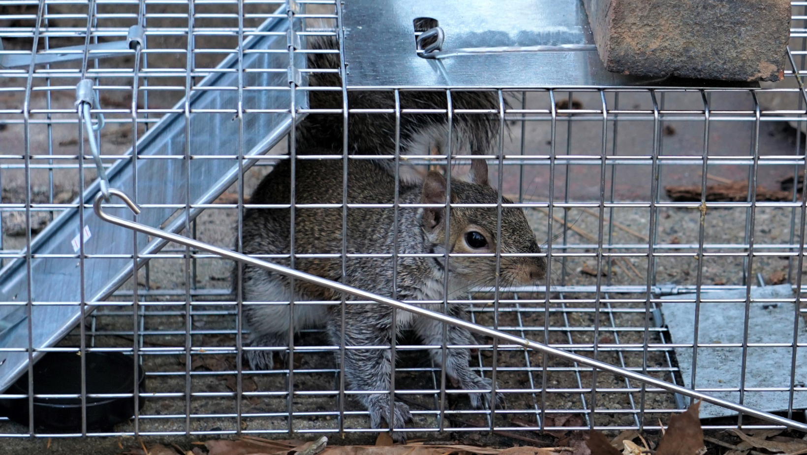 Squirrel Trapped
