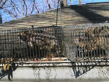 cages squirrel