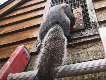 squirrel above a ladder