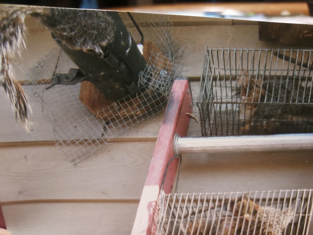squirrels in traps, side of house