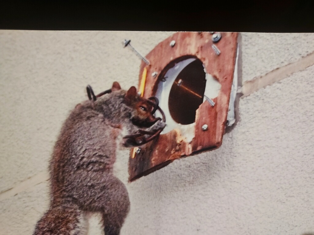 squirrel chewing on wire, side of house