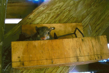 squirrel in box